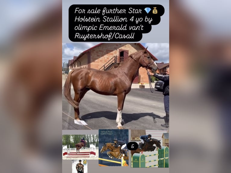 Holsteiner Hengst 4 Jaar 168 cm Vos in S&#x119;dzice