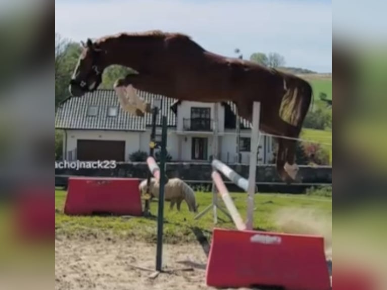 Holsteiner Hengst 4 Jaar 168 cm Vos in S&#x119;dzice