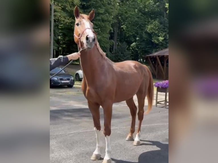 Holsteiner Hengst 4 Jaar 168 cm Vos in S&#x119;dzice