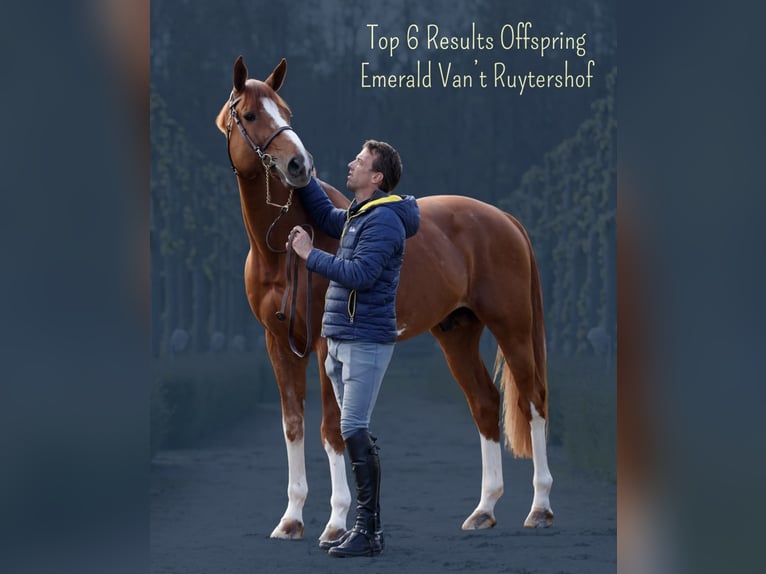Holsteiner Hengst 4 Jaar 168 cm Vos in S&#x119;dzice