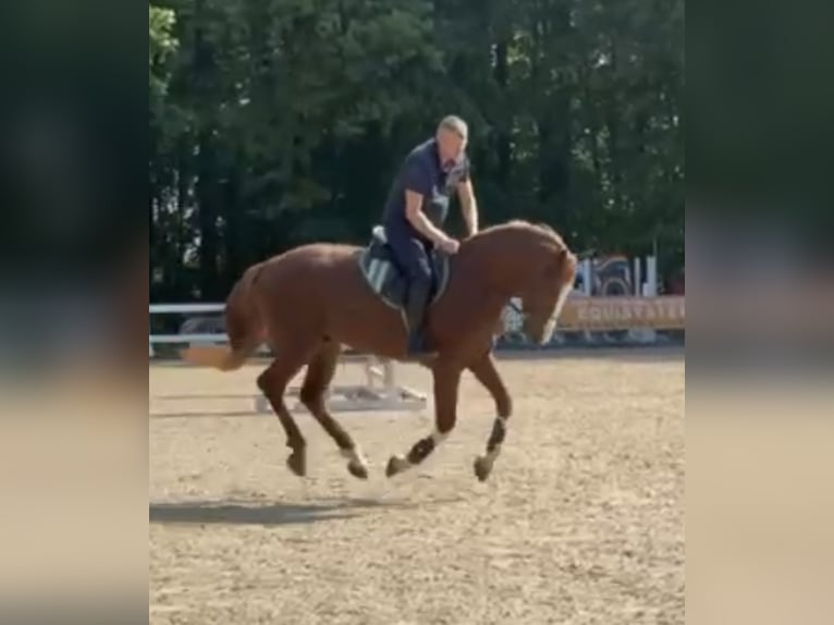 Holsteiner Hengst 4 Jaar 168 cm Vos in S&#x119;dzice