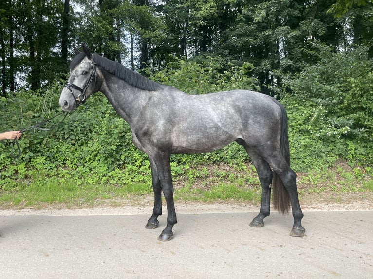 Holsteiner Hengst 4 Jaar 173 cm Vliegenschimmel in Westensee