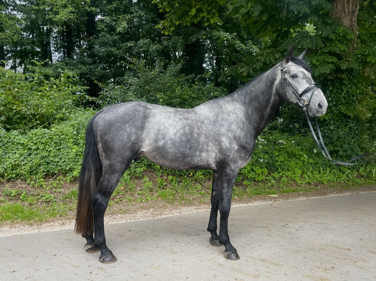Holsteiner Hengst 4 Jaar 173 cm Vliegenschimmel in Westensee