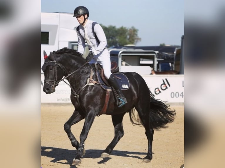 Holsteiner Hengst 4 Jahre 163 cm Rappe in Karlsfeld