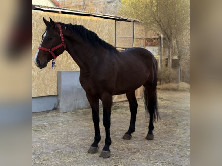 Holsteiner Hengst 4 Jahre 165 cm Brauner in Bekes