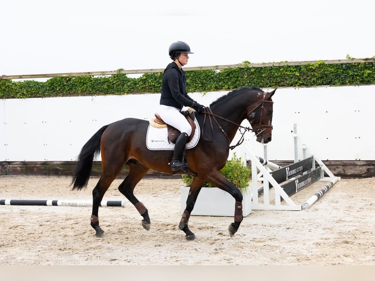 Holsteiner Hengst 4 Jahre 167 cm Dunkelbrauner in Waddinxveen Holsteiner Hengst 4 Jahre 167 cm Dunkelbrauner in Waddinxveen
