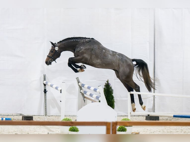 Holsteiner Hengst 4 Jahre 167 cm Schimmel in Holtorfsbostel