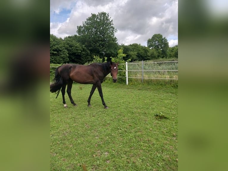 Holsteiner Hengst 4 Jahre 168 cm Brauner in Heidmühlen
