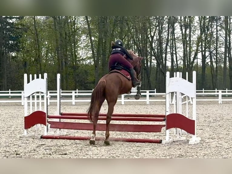 Holsteiner Hengst 4 Jahre 168 cm Fuchs in S&#x119;dzice