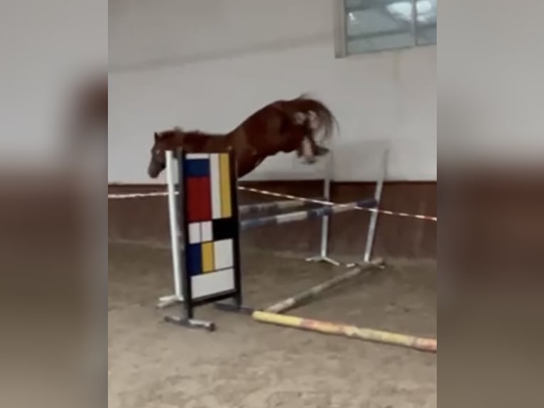 Holsteiner Hengst 4 Jahre 168 cm Fuchs in S&#x119;dzice
