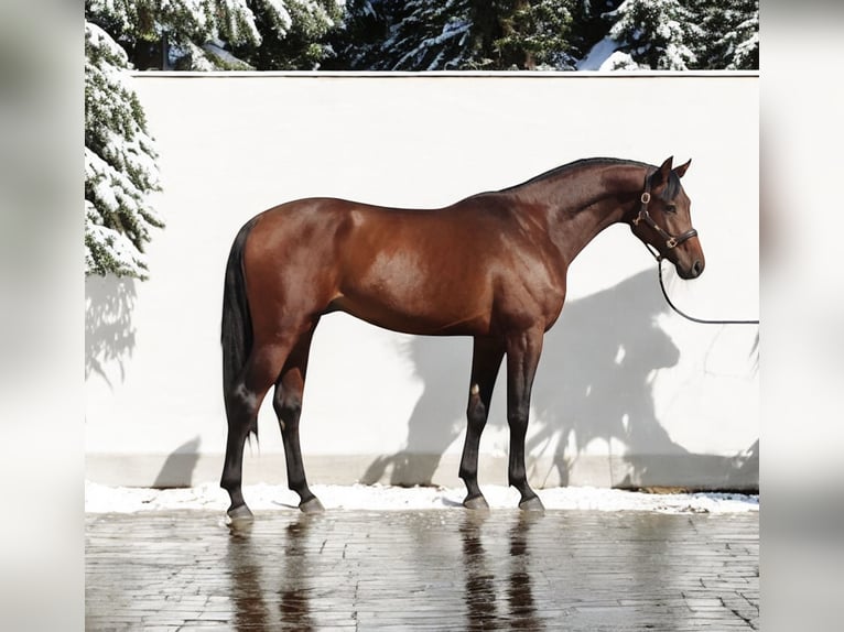 Holsteiner Hengst 4 Jahre 168 cm Rotbrauner in Kroatisch Minihof / Mjenovo