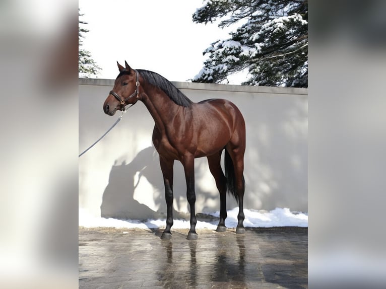 Holsteiner Hengst 4 Jahre 168 cm Rotbrauner in Kroatisch Minihof / Mjenovo