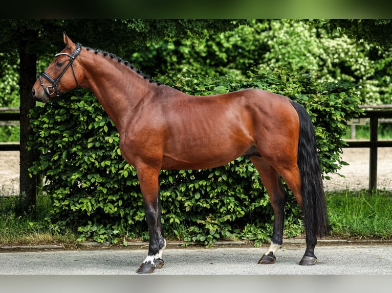 Holsteiner Hengst 4 Jahre 169 cm Brauner in Unterneukirchen