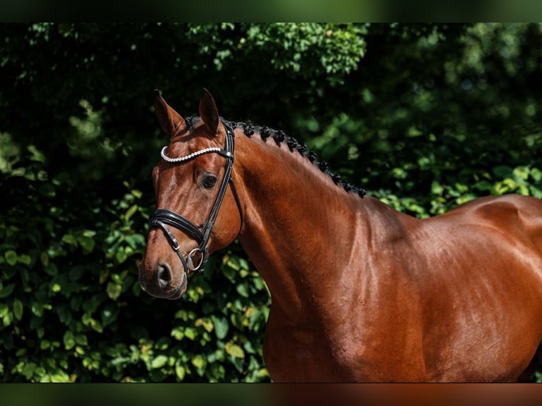 Holsteiner Hengst 4 Jahre 169 cm Brauner in Unterneukirchen