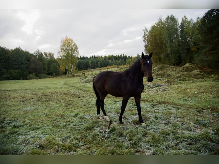 Holsteiner Hengst 4 Jahre 170 cm Dunkelbrauner in Vilnius