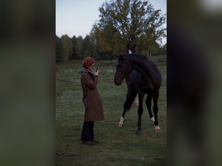 Holsteiner Hengst 4 Jahre 170 cm Dunkelbrauner in Vilnius