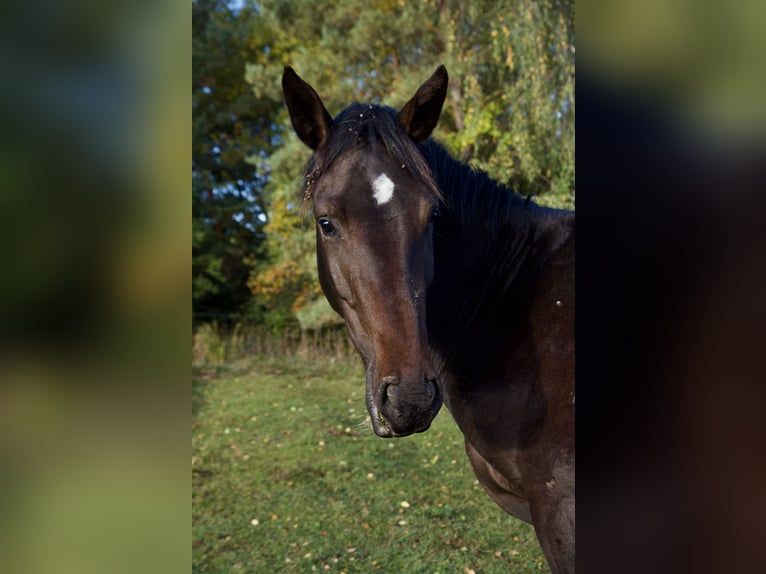 Holsteiner Hengst 4 Jahre 170 cm Dunkelbrauner in Vilnius