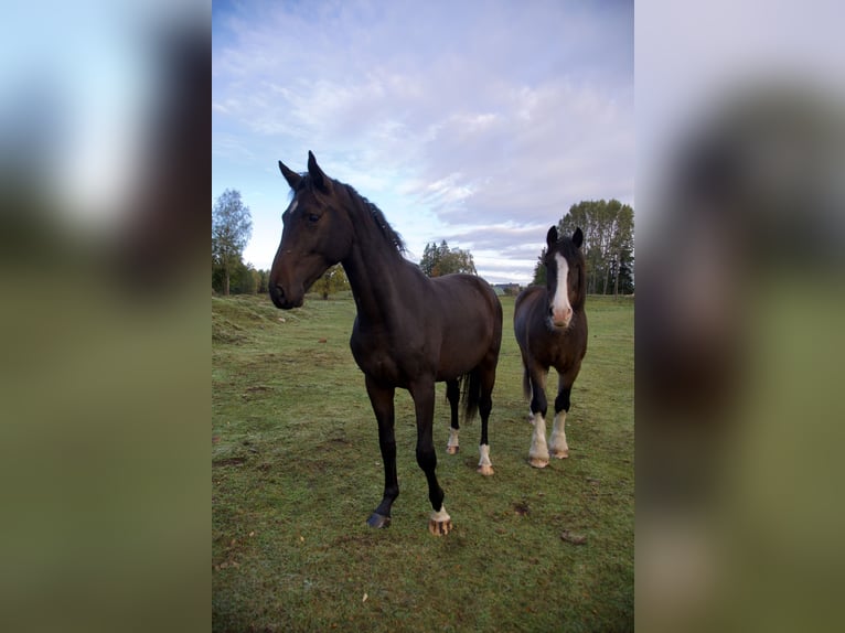 Holsteiner Hengst 4 Jahre 170 cm Dunkelbrauner in Vilnius