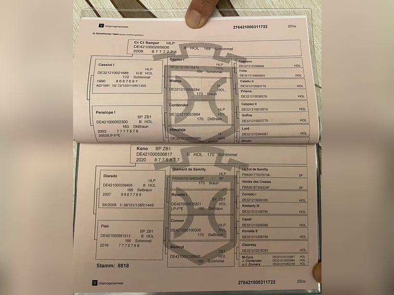 Holsteiner Hengst 4 Jahre 170 cm Schimmel in Békéscsava