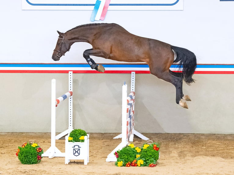 Holsteiner Hengst 4 Jahre 173 cm Brauner in Elmshorn