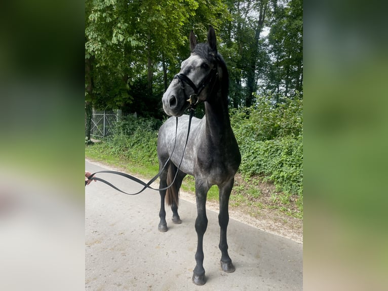 Holsteiner Hengst 4 Jahre 173 cm Fliegenschimmel in Westensee