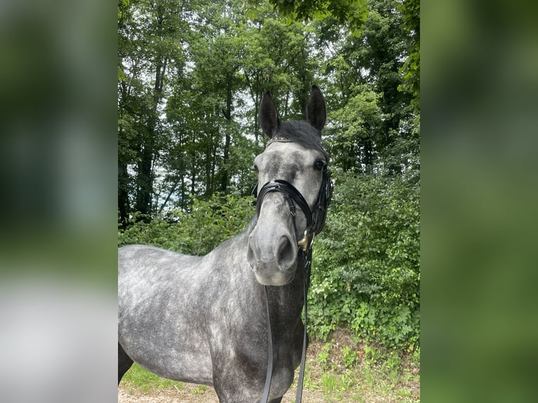 Holsteiner Hengst 4 Jahre 173 cm Fliegenschimmel in Westensee