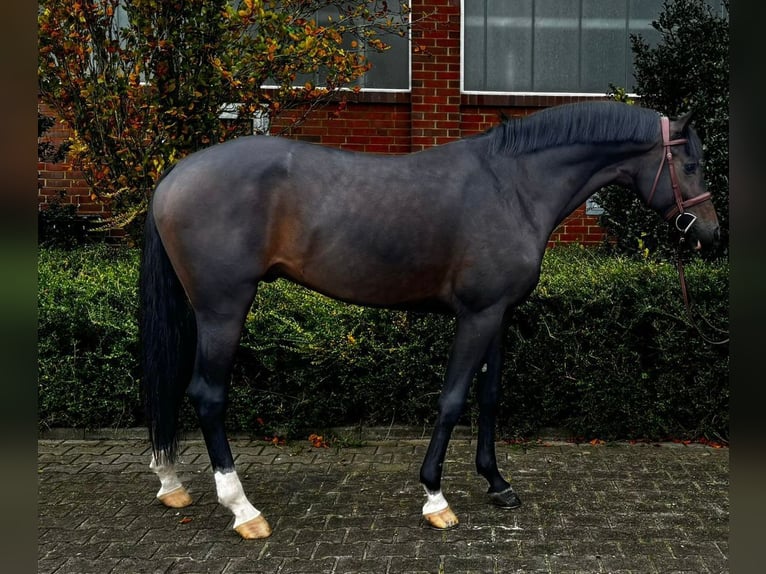 Holsteiner Hengst 5 Jaar 165 cm Bruin in Visbek