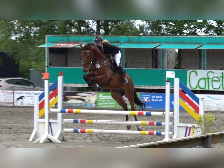 Holsteiner Hengst 5 Jaar 166 cm Bruin in Süderlügum
