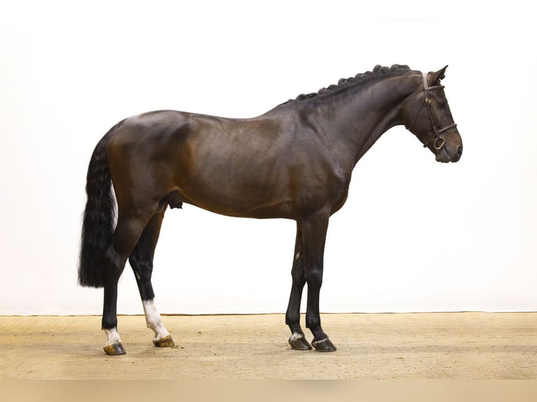 Holsteiner Hengst 5 Jaar 167 cm Donkerbruin in Waddinxveen Holsteiner Hengst 5 Jaar 167 cm Donkerbruin in Waddinxveen