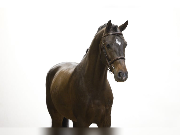 Holsteiner Hengst 5 Jaar 167 cm Donkerbruin in Waddinxveen Holsteiner Hengst 5 Jaar 167 cm Donkerbruin in Waddinxveen