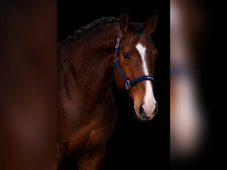 Holsteiner Hengst 5 Jaar 170 cm Bruin in Nettersheim