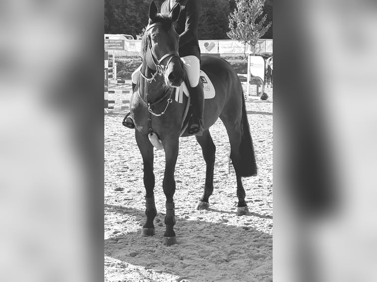 Holsteiner Hengst 5 Jaar 186 cm Donkerbruin in Sankt Katharinen Holsteiner Hengst 5 Jaar 186 cm Donkerbruin in Sankt Katharinen