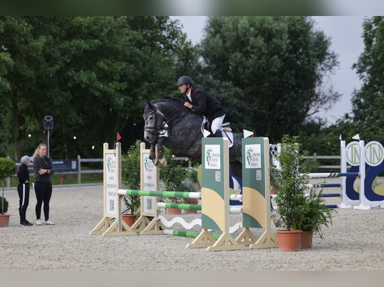 Holsteiner Hengst 5 Jahre 163 cm Schimmel in Wittenbergen