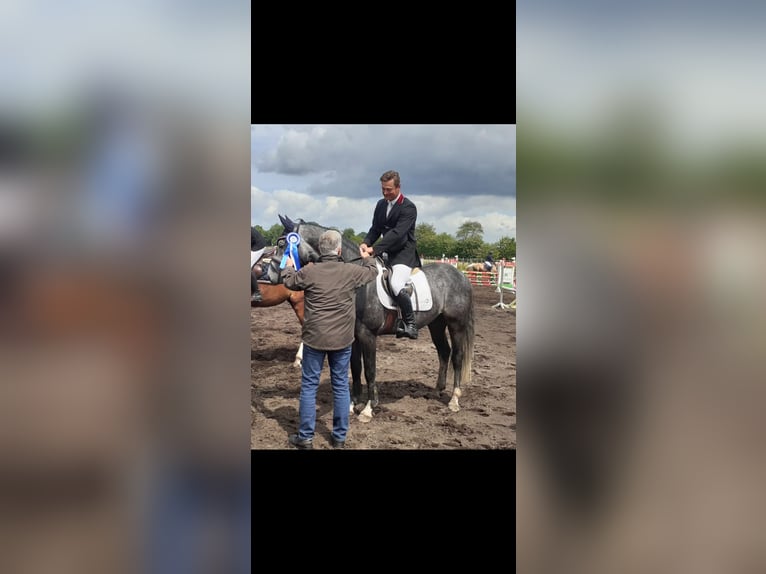 Holsteiner Hengst 5 Jahre 163 cm Schimmel in Wittenbergen