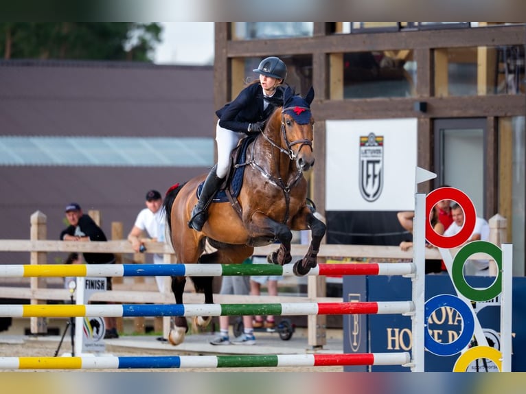 Holsteiner Hengst 6 Jaar 166 cm Bruin in Balkasodis, Alytus region