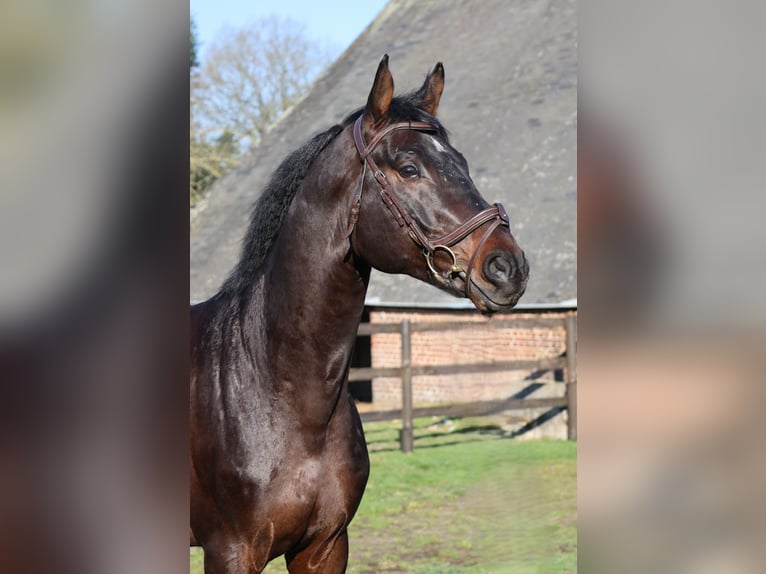 Holsteiner Hengst 6 Jaar 167 cm Bruin in GROTE-BROGEL