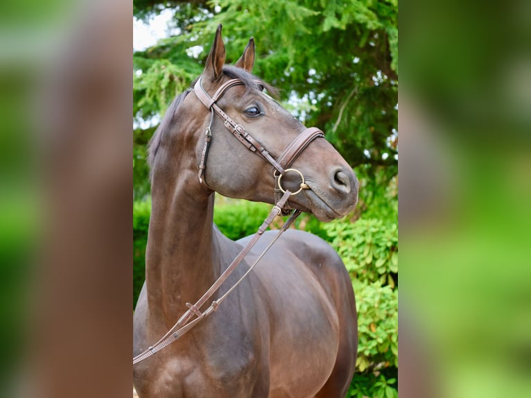 Holsteiner Hengst 6 Jaar 167 cm  in GROTE-BROGEL