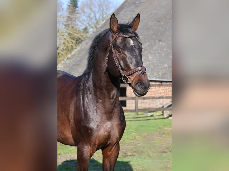 Holsteiner Hengst 6 Jaar 167 cm  in GROTE-BROGEL