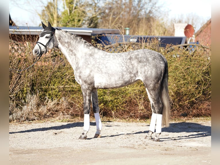 Holsteiner Hengst 6 Jaar 169 cm Schimmel in Hohenfelde