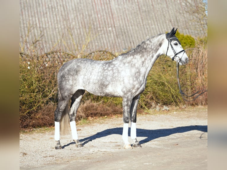 Holsteiner Hengst 6 Jaar 169 cm Schimmel in Hohenfelde