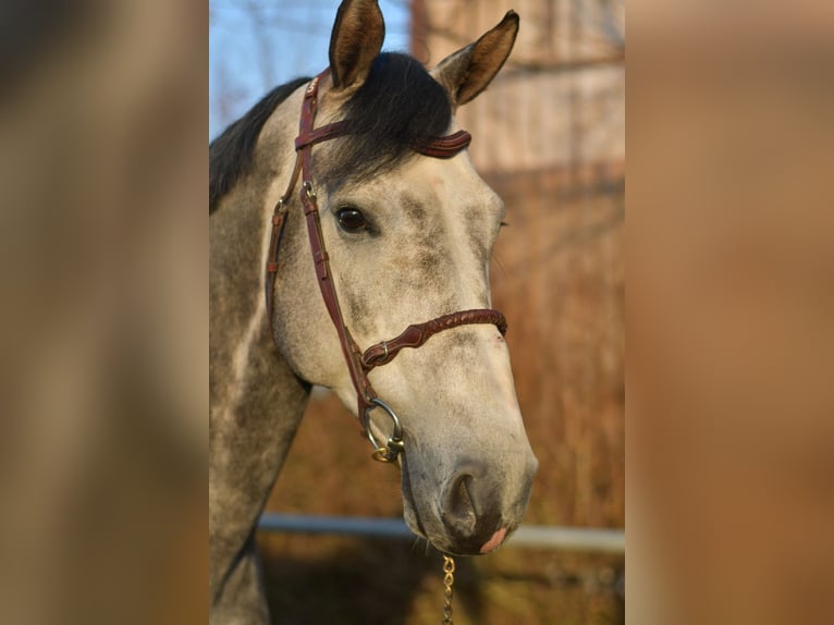 Holsteiner Hengst 6 Jaar 173 cm Appelschimmel in Geilenkirchen