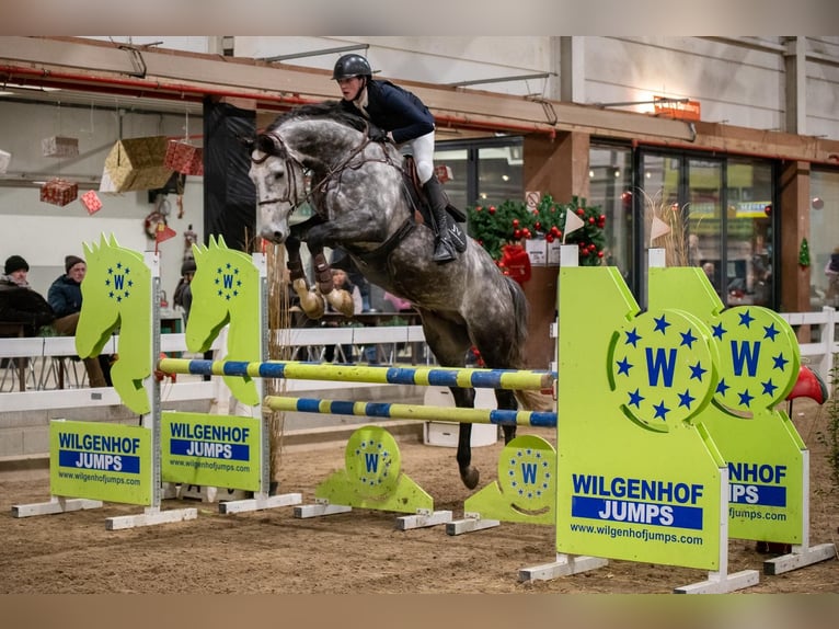 Holsteiner Hengst 6 Jaar 173 cm Appelschimmel in Geilenkirchen