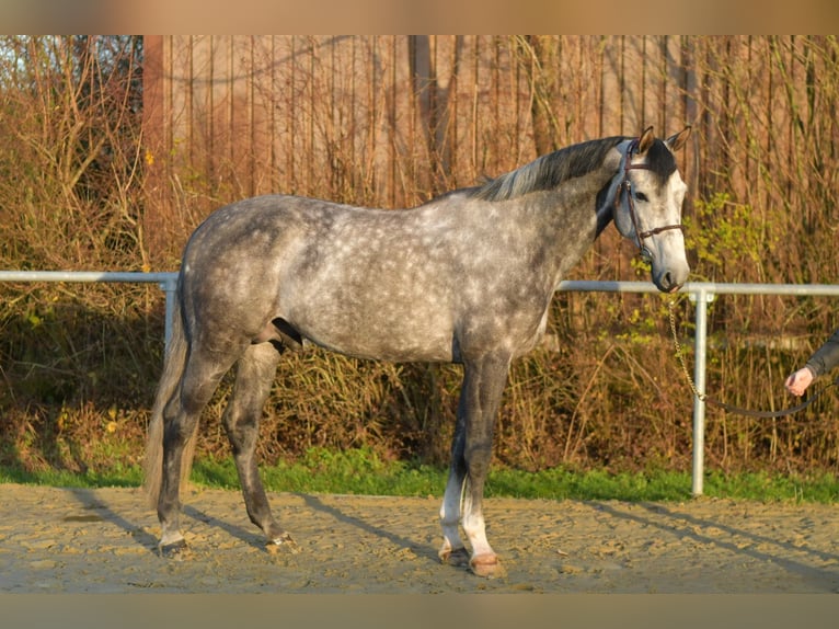 Holsteiner Hengst 6 Jaar 173 cm Appelschimmel in Geilenkirchen