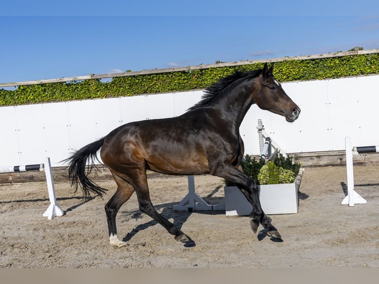 Holsteiner Hengst 6 Jahre 161 cm Dunkelbrauner in Waddinxveen
