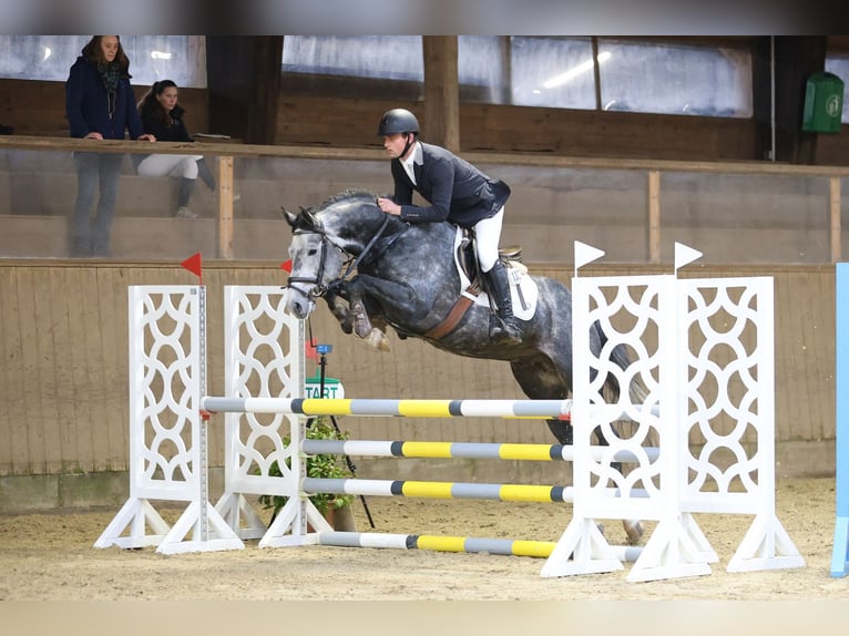 Holsteiner Hengst 6 Jahre 163 cm Schimmel in Wittenbergen