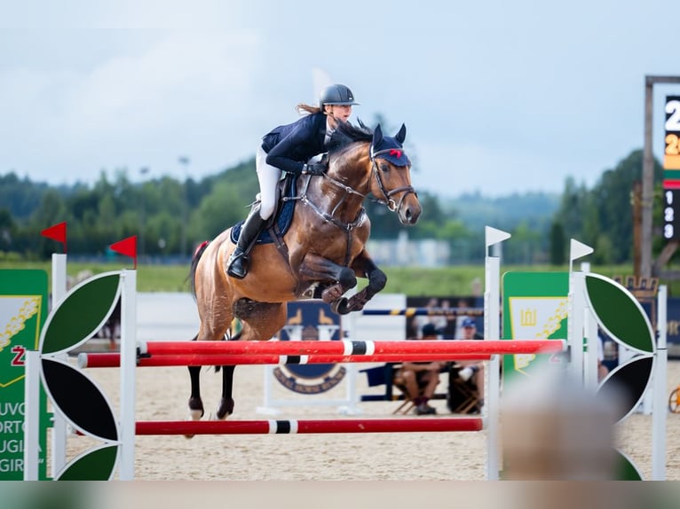 Holsteiner Hengst 6 Jahre 166 cm Brauner in Balkasodis, Alytus region