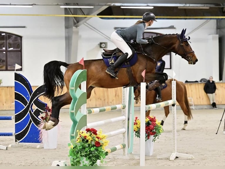 Holsteiner Hengst 6 Jahre 166 cm Brauner in Balkasodis, Alytus region