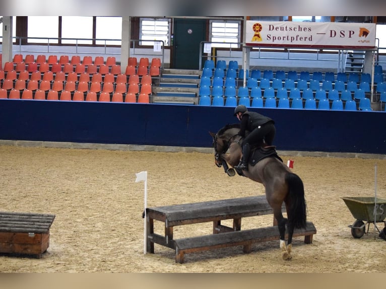 Holsteiner Hengst 6 Jahre 170 cm Brauner in Havelberg