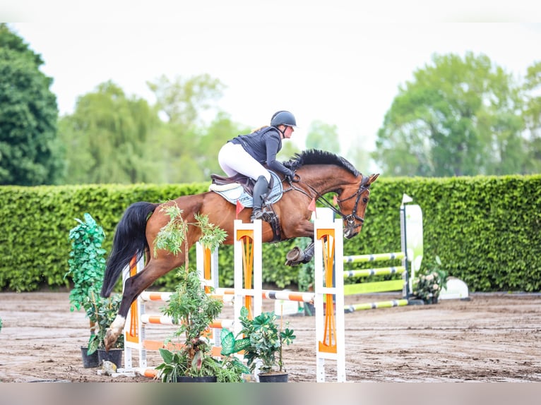 Holsteiner Hengst 6 Jahre 170 cm Brauner in Havelberg