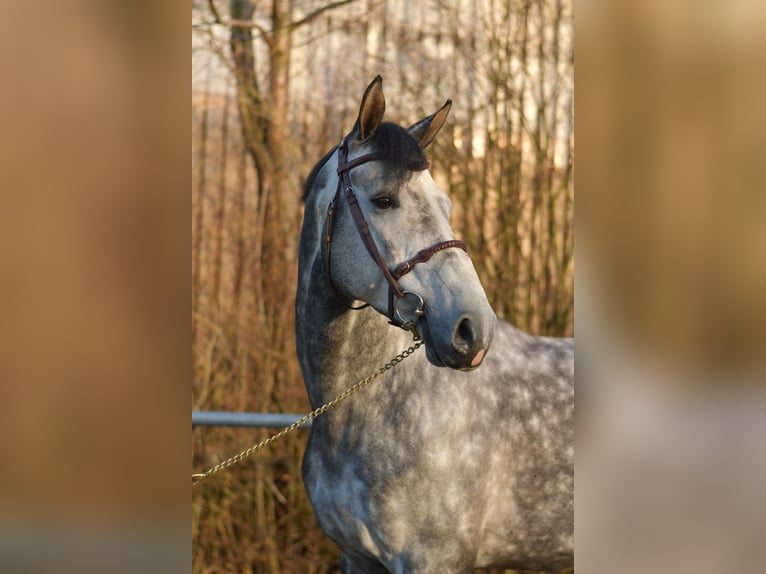 Holsteiner Hengst 6 Jahre 173 cm Apfelschimmel in Geilenkirchen